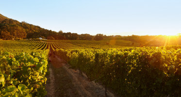 Field of grape vines under a clear blue sky