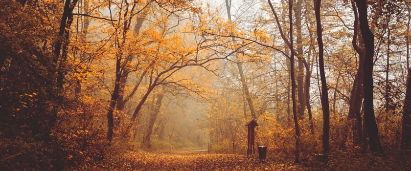 A forest road covered in leaves during autumn