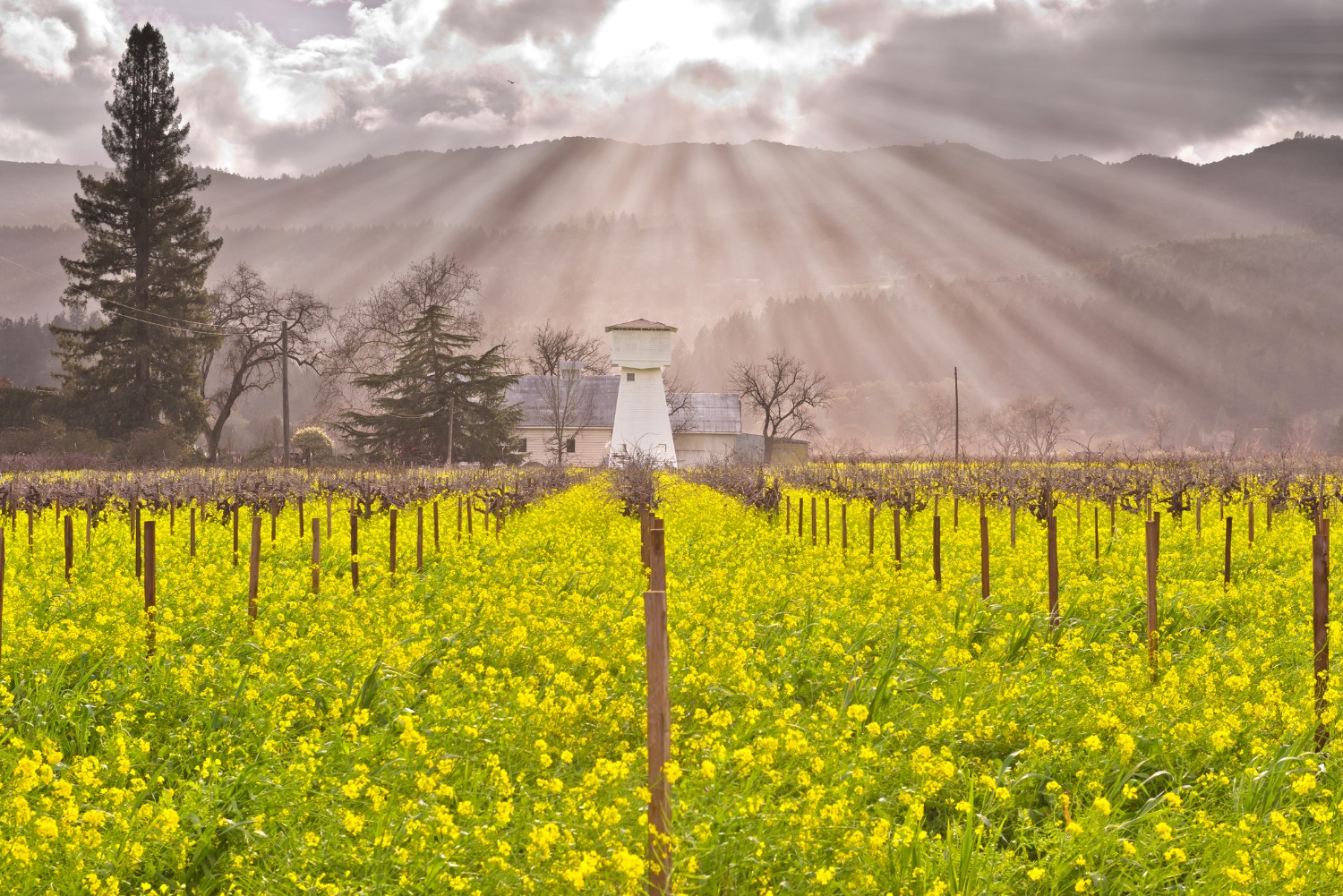 Flowers in a vineyard with the sun shining down