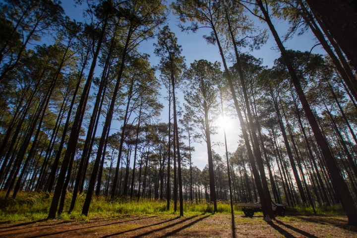 Pine trees with sunlight and blue sky