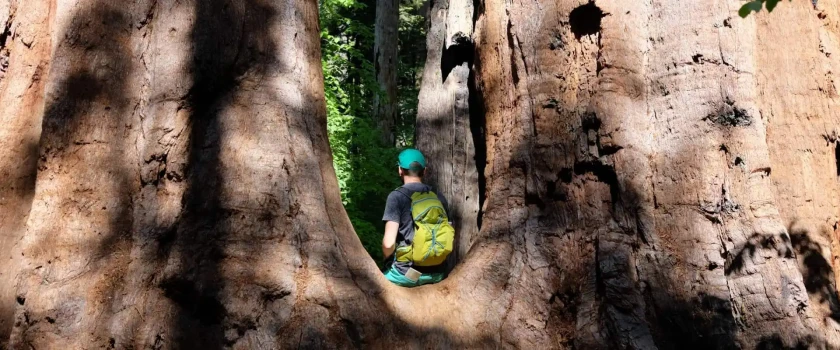 person sitting in redwood tree