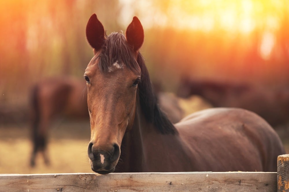 Tour Horse Farms and Visit the Kentucky Horse Park near Lexington Kentucky