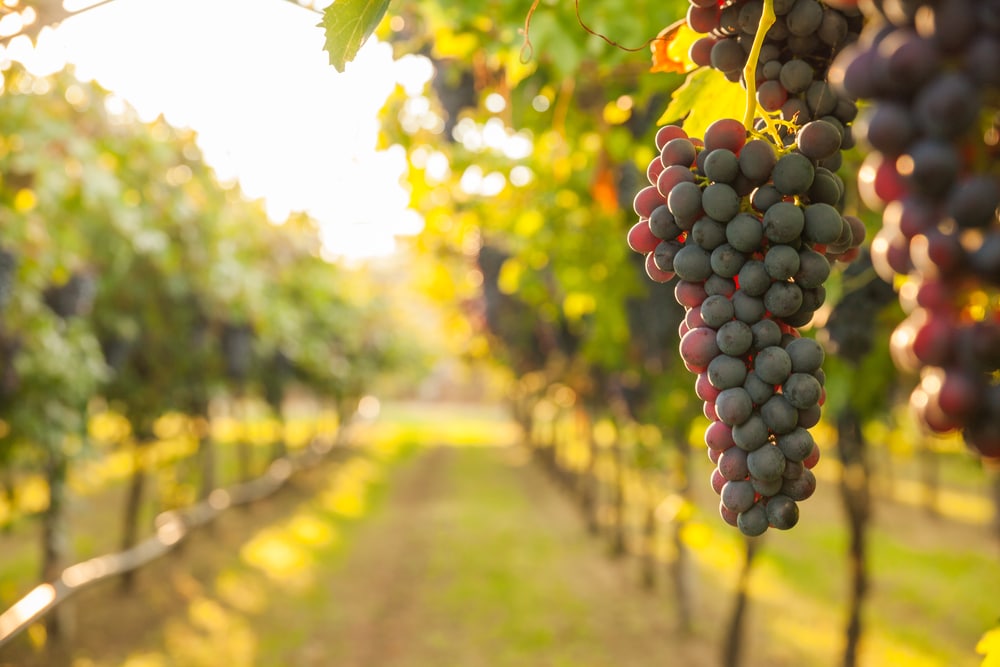 grapes