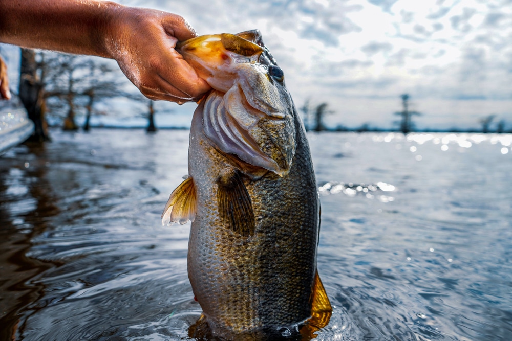 Bass Fishing at Lake Fork Texas