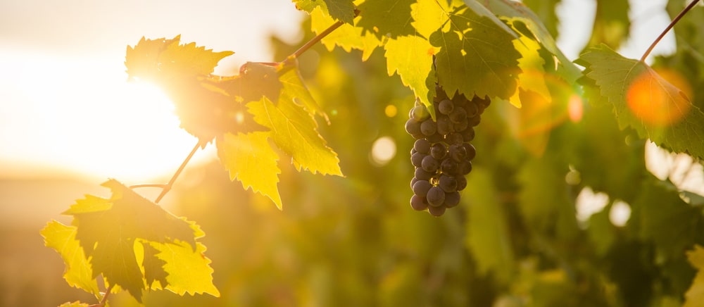 Harvest grapes at local Galena wineries and Vineyards - one of the best things to do in Galena outside of exploring downtown Galena